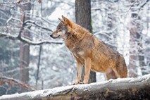 Volkovi bodo varni pred lovskimi puškami 