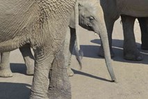 Divji lovci v treh letih pobili več kot 100.000 slonov