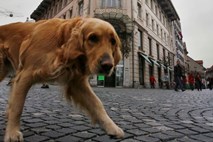 Šepetalec psov v sklopu evropske turneje tudi v zagrebški Areni
