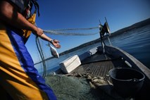 Nov ribiški incident v Piranskem zalivu
