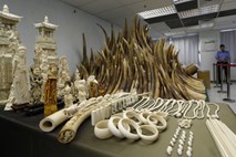 Kitajci so slonovino iz Tanzanije tihotapili tudi v torbah diplomatov