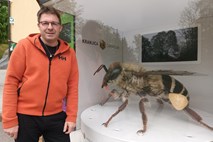 (Nedeljski dnevnik) Boštjan Noč, predsednik Evropske čebelarske zveze in Čebelarske zveze Slovenije: Najlepša pesem je brenčanje čebel