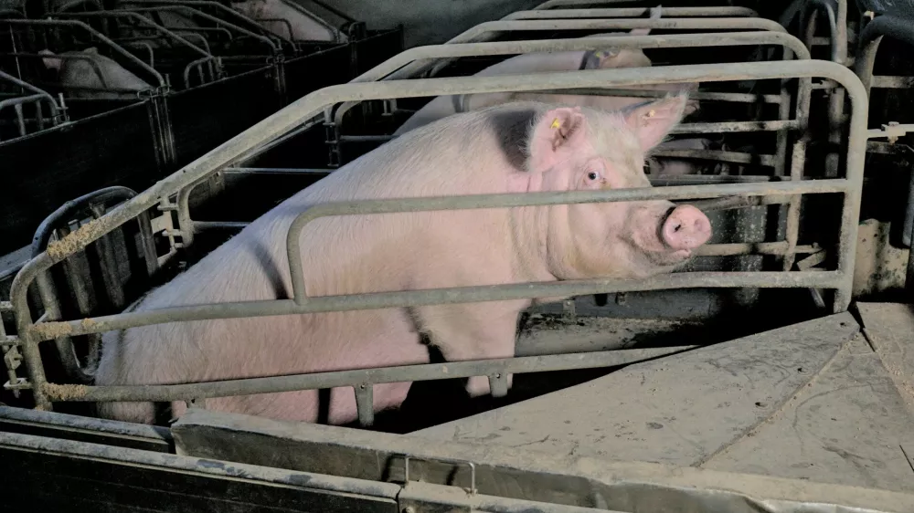 pra&scaron;ičereja, svinje, kletke. Foto: dru&scaron;tvo AETP