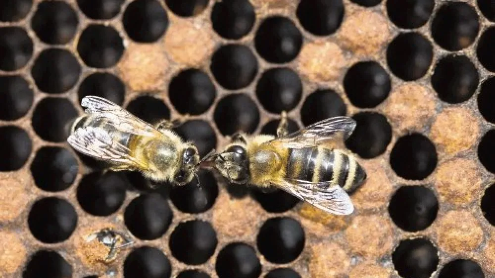 Strokovnjaki opozarjajo, da preprostih odgovorov o vplivu pesticidov na čebele ni.