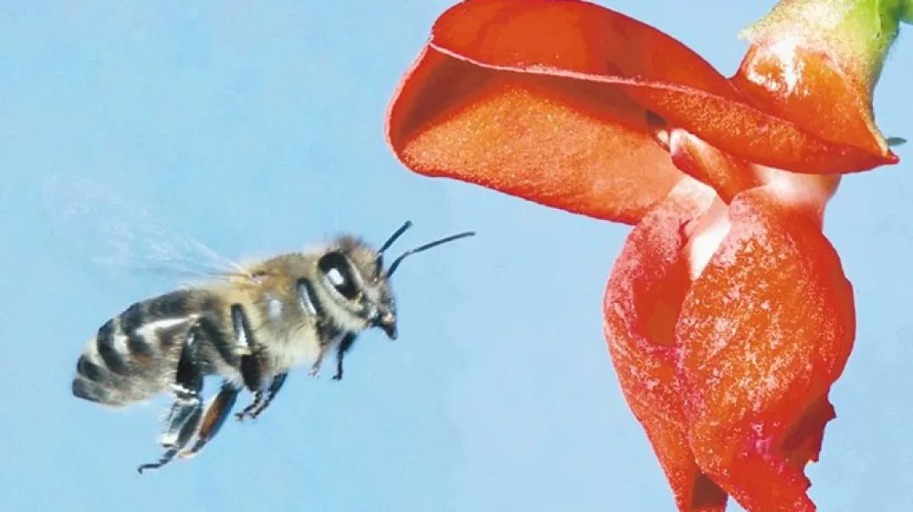 Čebela, na&scaron;a učiteljica, nas uči, kako živeti in ravnati z na&scaron;im planetom. Apis  mellifera carnica, &raquo;medonosna kranjska čebela&laquo;, je doma znana kot kranjska  sivka ali damska čebela.