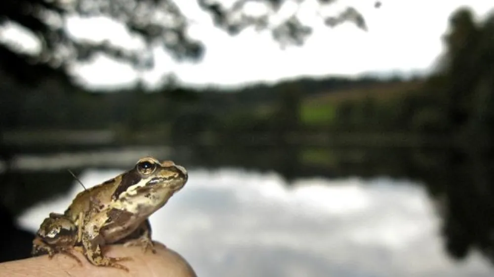 Regljajoče žabice - Počitni&scaron;ka delavnica.