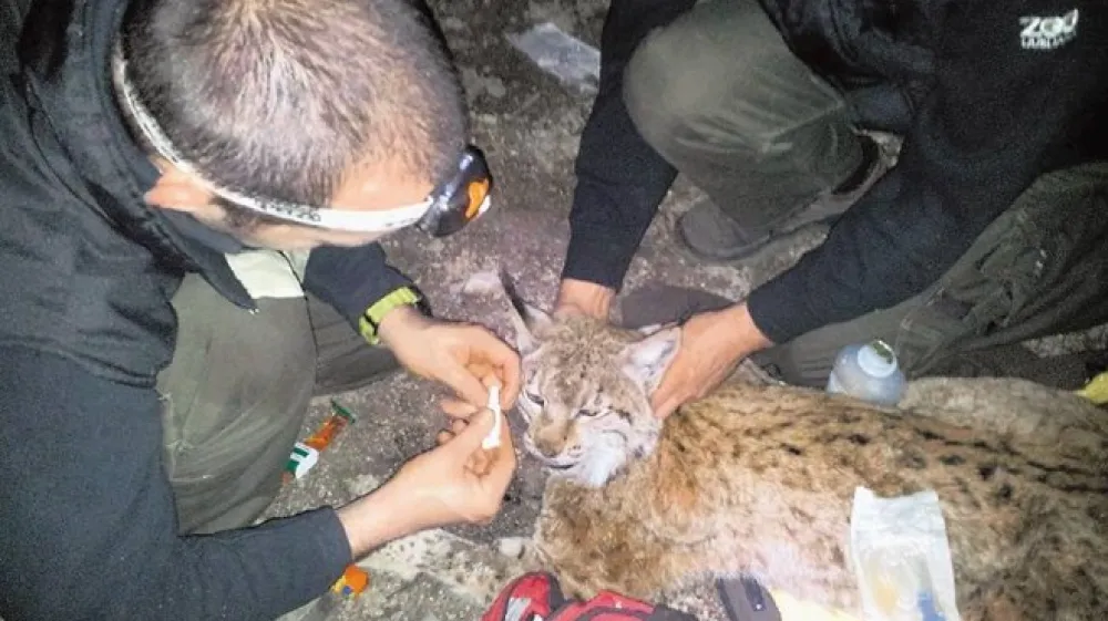 Ekipi živalskega vrta je v soboto uspelo ujeti riso, ki se je doslej kar 33 dni prosto sprehajala po Rožniku.