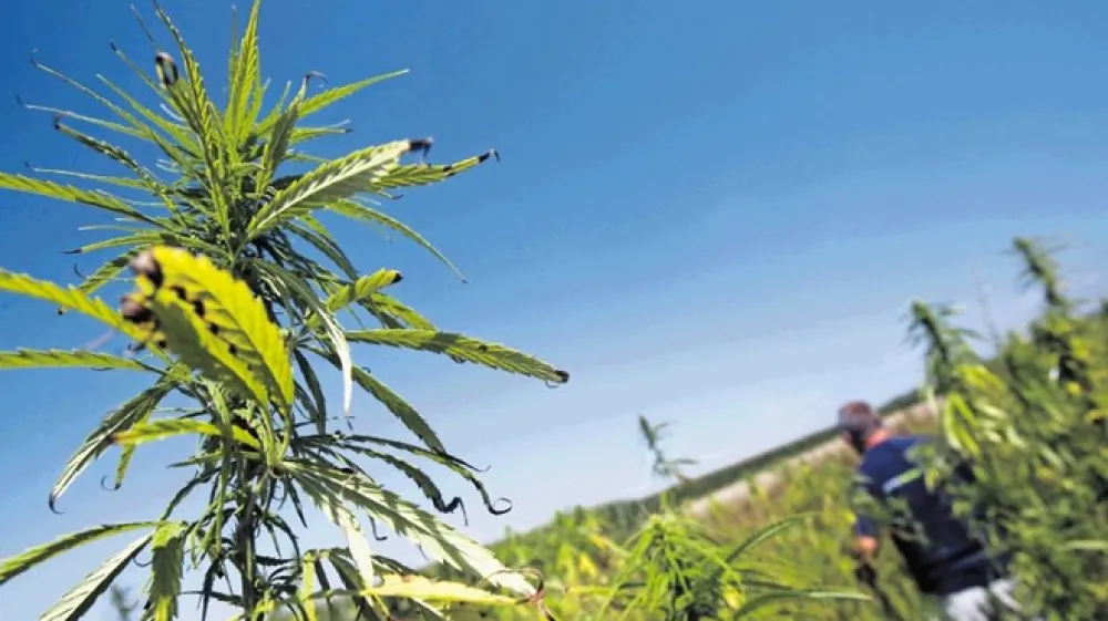 Kmalu bodo slovenske lekarne lahko nabavile konopljine derivate iz tujine. Zdravniki ne bodo več zgolj izjemoma predpisovali zdravil iz konoplje, pač pa se odpira pot za uporabo v medicinske namene.