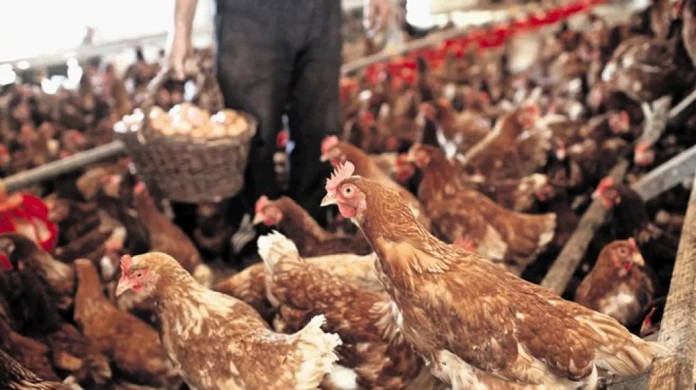 Zaradi nevarnosti pred okužbo s ptičjo gripo mora biti pod ključem vsa perutnina, tudi tista iz ekolo&scaron;ke in proste reje.