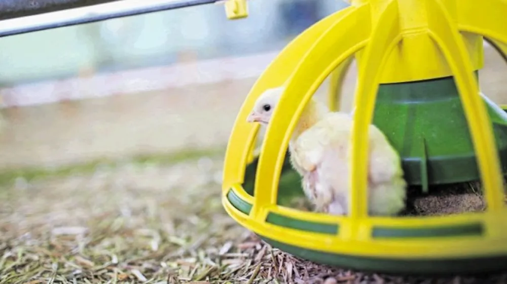 &raquo;Da bi koklje same iskale hrano, tega skorajda ni več, tudi na domačih kmetijah,&laquo; zatrjujejo rejci. Pi&scaron;čancem je hrana vedno na voljo v  hranilnikih, pa tudi voda. Zato je tudi rast pi&scaron;čancev tako nagla, da &scaron;est ali sedem dni stari že lahko skočijo v hranilnik in se tam najedo briketov, ki jih tako napihnejo, da se skorajda zataknejo med režami. Ven jih je treba zbezati, pripoveduje Bojan Lončar. (Foto: Bojan Velikonja)