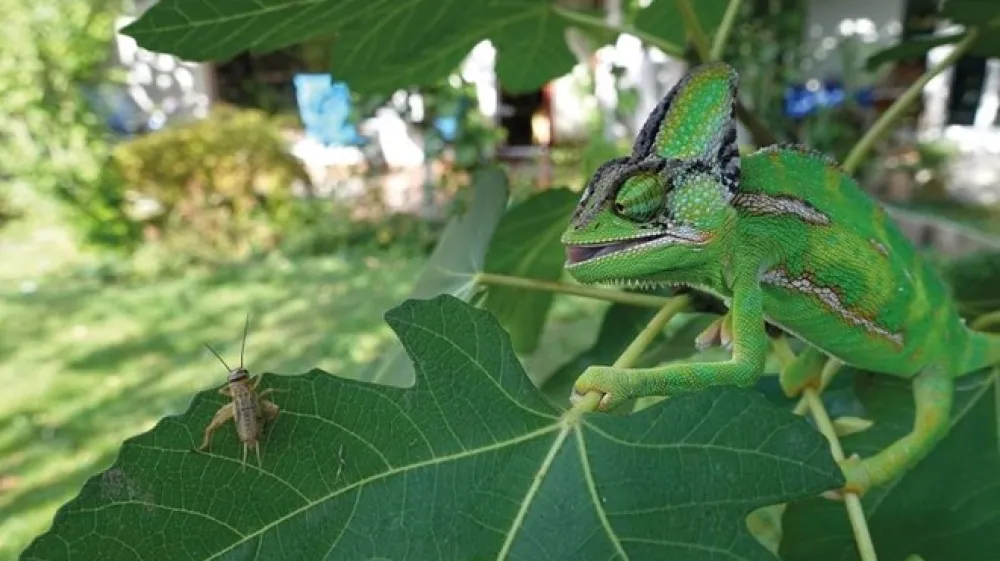 Fotografija Maja Kastelica z naslovom Tik pred zdajci ..., na kateri se jemenski kameleon pripravlja, da bo pohrustal rjavkastega strička.