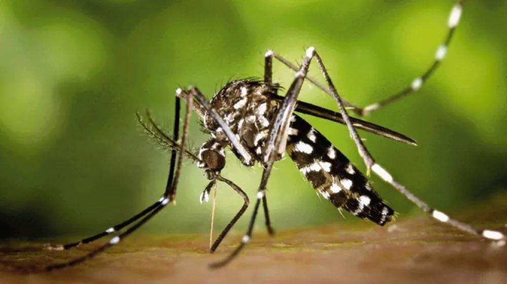 Samica tigrastega komarja lahko v življenju odloži od 150 do 250 jajčec v več ciklih. Za razvoj vsakega cikla jajčec potrebuje obrok krvi, ki ji zagotovi zadostno količino beljakovin.