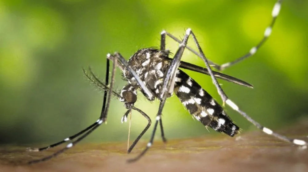Tigrasti nadležnež se od na&scaron;ih komarjev razlikuje po tem, da je manj&scaron;i in ne brenči. Njegova posebnost je tudi, da pika samo podnevi in da lahko prena&scaron;a različne bolezni. Pri nas &scaron;e nismo imeli  nobenega takega primera.