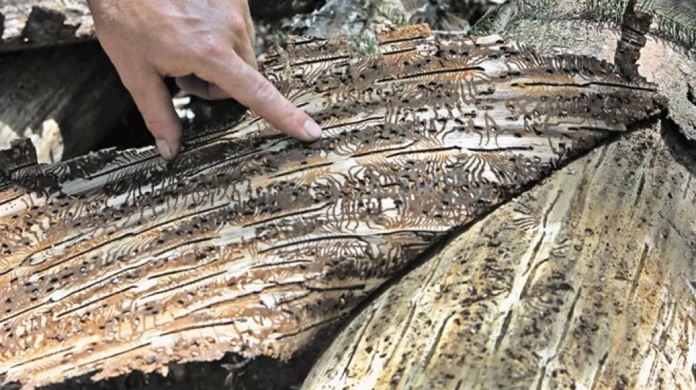 Pod lubjem se skriva več generacij lubadarja, od majhnih ličink do hro&scaron;čkov, ki bodo v nekaj dneh pripravljeni za izlet.