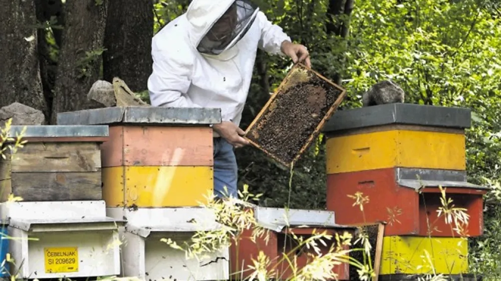Pridelek medu bo letos ponovno slab. Po zadovoljivi spomladanski pa&scaron;i je pozeba uničila cvetlično pa&scaron;o.