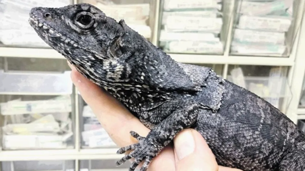 Edina ogrožena žival je bil kuščar ovratničar, ki v  velikem terariju, opremljenem kot sušni del Avstralije, sobiva s štirimi agamami. V ljubljanski živalski vrt je prišel leta 2012 iz Artis ZOO v Amsterdamu.