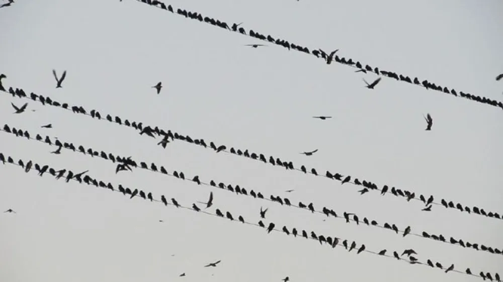 Scena iz Hitchcockovega filma Ptiči.