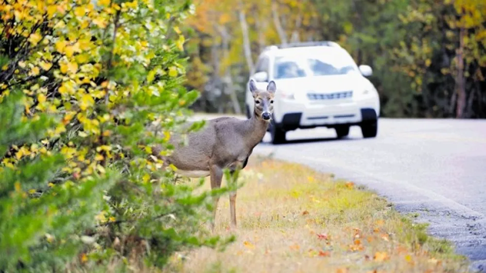 V zadnjih desetih letih so na slovenskih cestah registrirano povozili  kar 52.936 osebkov srnjadi, 981 divjih pra&scaron;ičev, 74 medvedov in 55 divjih mačk.