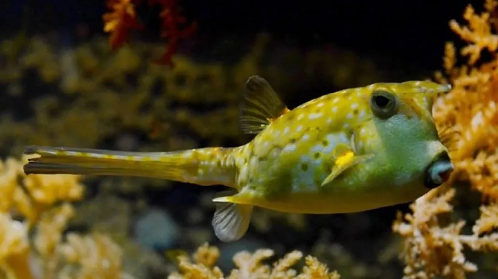 Riba napihovalka - kot bi ob zaužitju hrane igrali rusko ruleto.