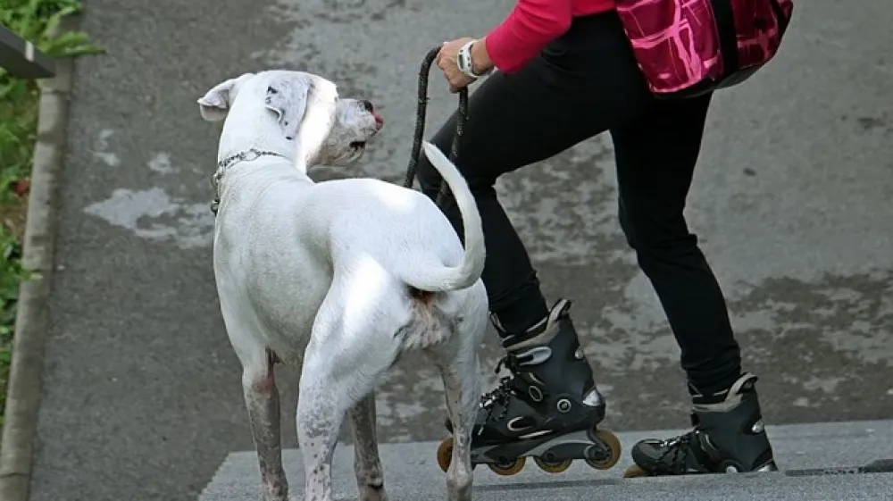 Pes se uči 24 ur na dan.