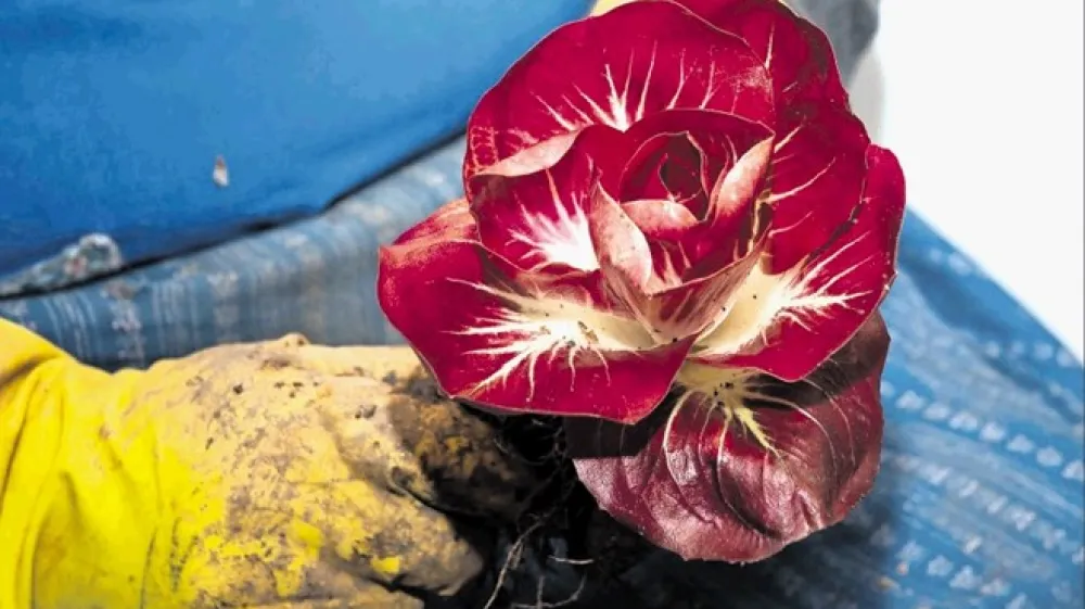 Gori&scaron;ki radič &ndash; vrtnica, ki zacveti pozimi.