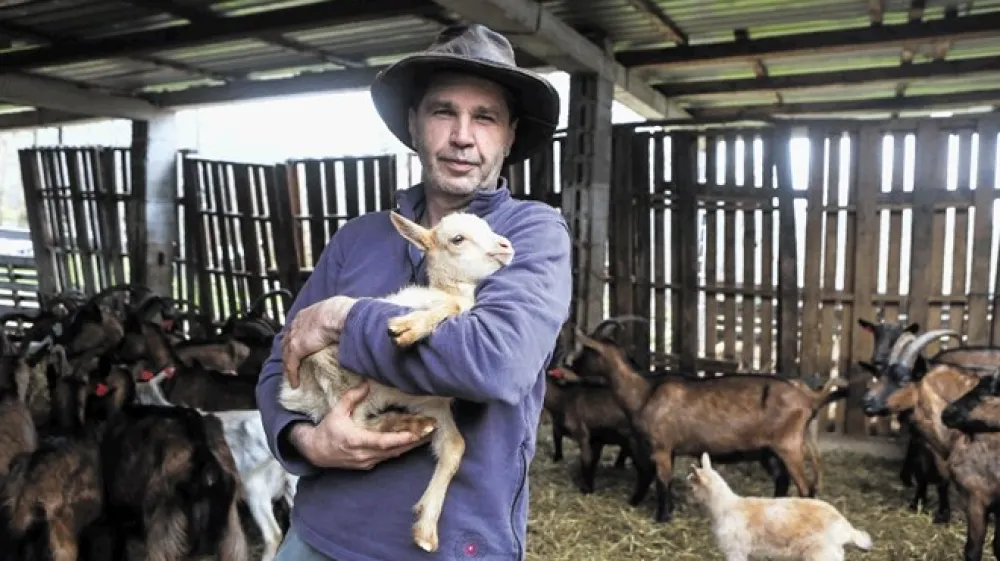 Ale&scaron; Winkler ima 250 koz, na katere pazi  &scaron;est  maremsko-abru&scaron;kih ovčarjev.  Hranijo se na zemlji, na kateri uspeva več kot 180 različnih vrst trave oziroma grmičja.