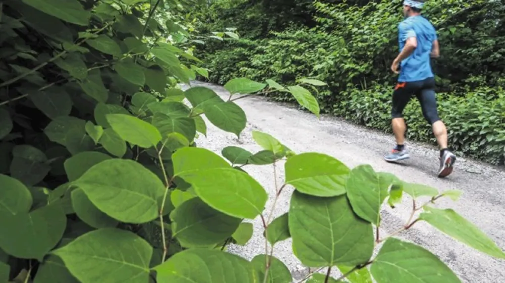 Japonski dresnik na območju Viča