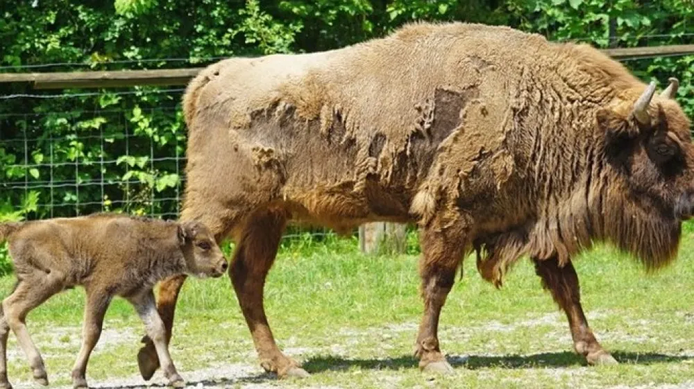 Zober (lat. Bison bonasus).