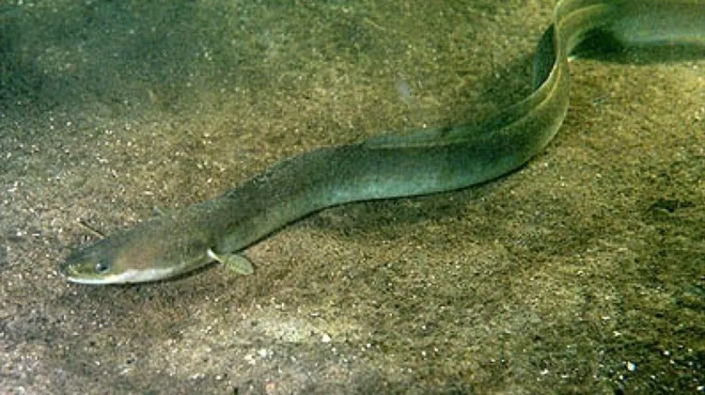 Po podatkih raziskave je možno določene koncentracije kokaina v jeguljah zaslediti v prvih letih njihovega življenja.