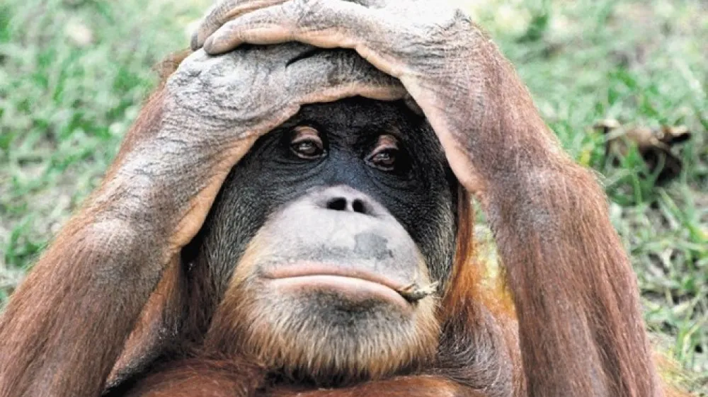 Ena najbolj kritično ogroženih živalskih vrst je  orangutan, s katerim si ljudje delimo 96 odstotkov genov.