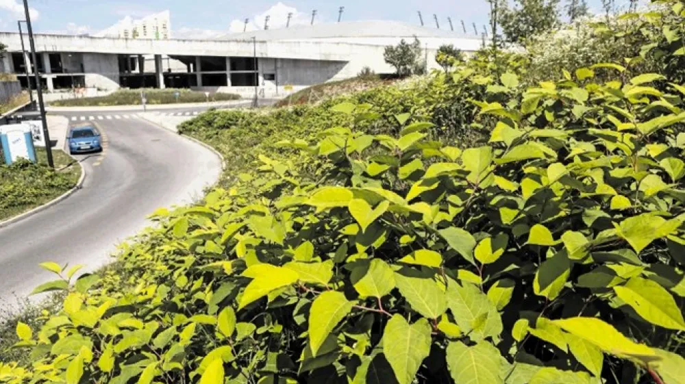 Japonski dresnik se je razrasel tudi na območju nedokončanega &scaron;portnega parka Stožice.