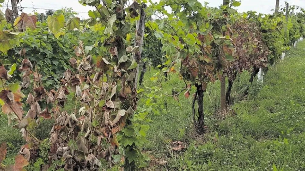 Kap vinske trte se najprej odrazi na listih, ki pordečijo, nato pa trs tudi zelo hitro propade.