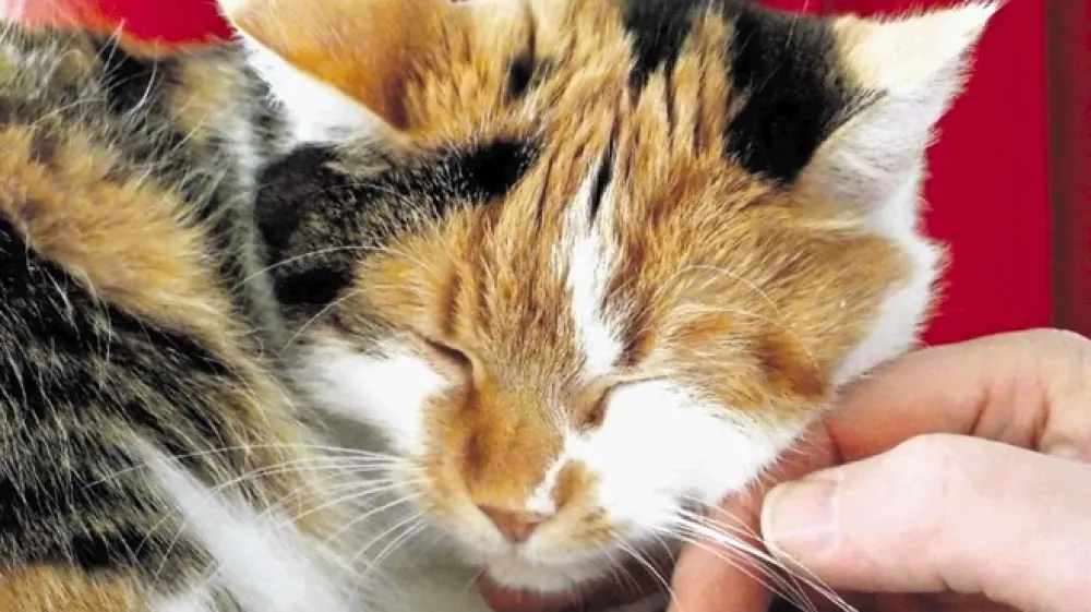 Mačji jezik bomo lahko prevedli tako, da bomo vedeli, kaj si mačka želi in kako se počuti, ne bo pa &scaron;lo za prevod, kakr&scaron;nega smo vajeni, ko prevajamo jezike.