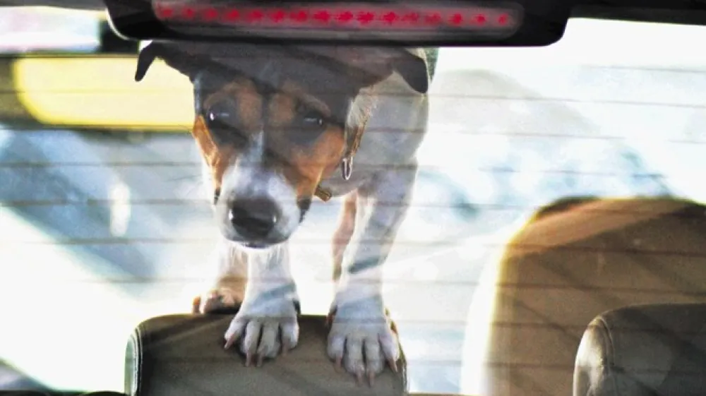 Živali nikoli ne pu&scaron;čajte v zaprtem parkiranem avtomobilu.