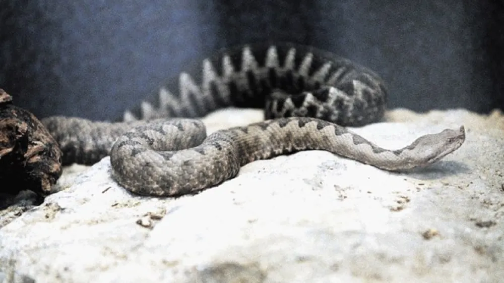 Modras (na fotografiji) in gad, ki je po vsej verjetnosti zakrivil dana&scaron;njo nezgodo v gorah, sta edini strupeni živali pri nas, ki lahko povzročita resnej&scaron;o zastrupitev, opozarjajo strokovnjaki.