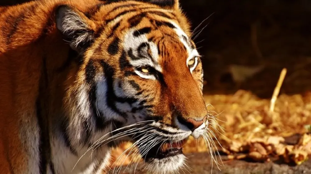 Fotografija je simbolična.