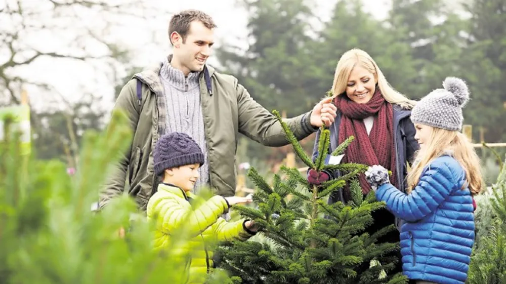 Ob izbiri novoletne jelke velja biti previden, zato strokovnjaki svetujejo izbiro slovenskega drevesca. iStock