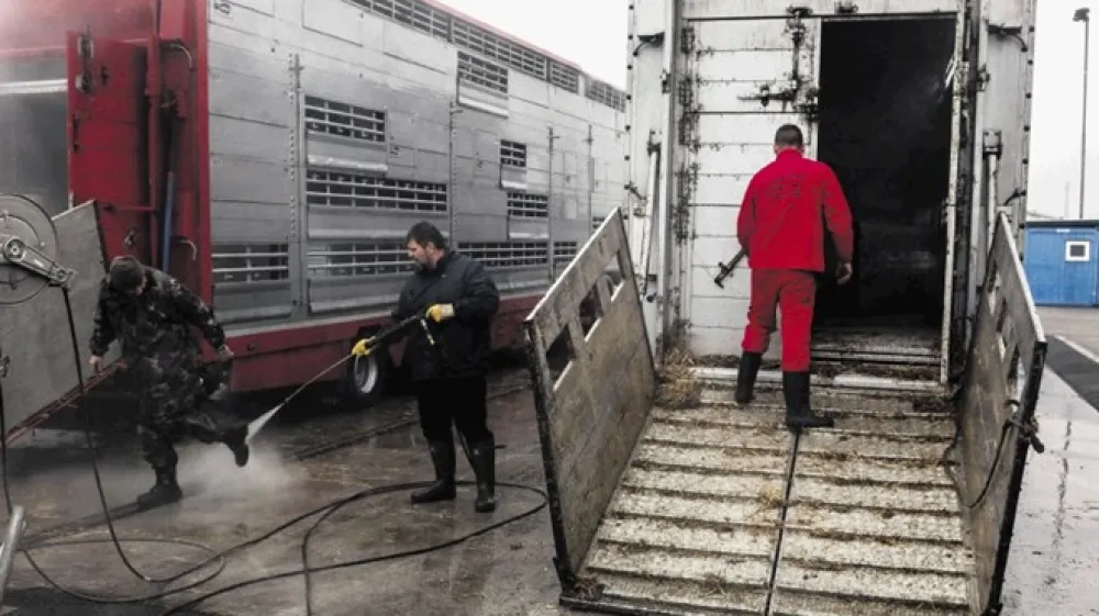 Ko tovornjaki odložijo živali, morajo pod tu&scaron; in na razkužitev.