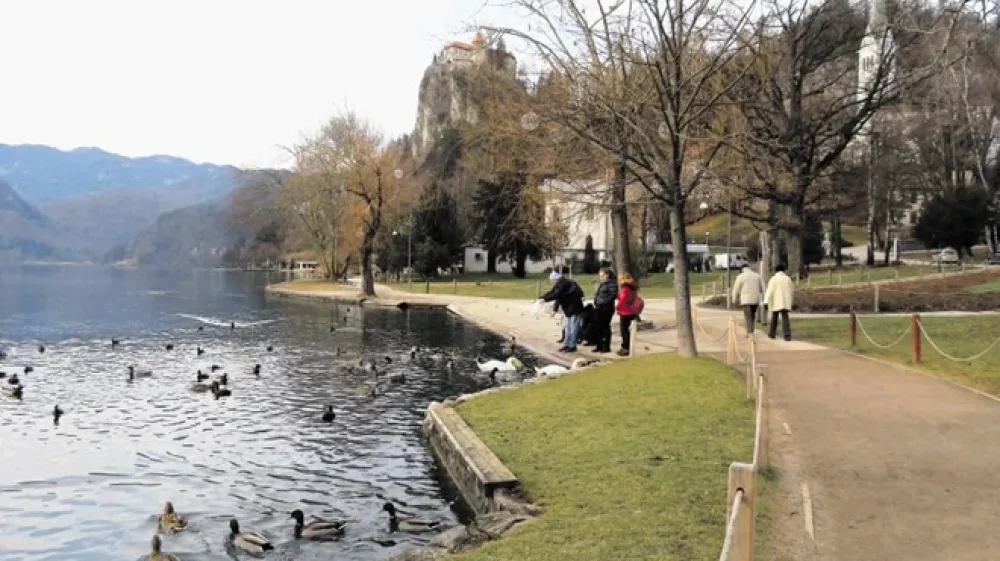 Turisti, ki jih je na Bledu iz leta v leto več, svoj obisk radi popestrijo s hranjenjem rac in labodov, kar bi morali  na Bledu poleg hranjenja rib po mnenju mag. &Scaron;pele Remec - Rekar popolnoma omejiti, da bi se stanje jezera izbolj&scaron;alo.
