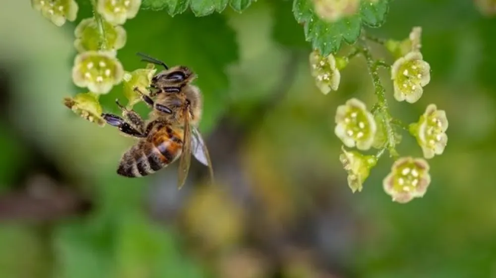 Raziskava je  pokazala, da lahko na rastline vplivajo tudi zvoki, ki jih povzroča človek.