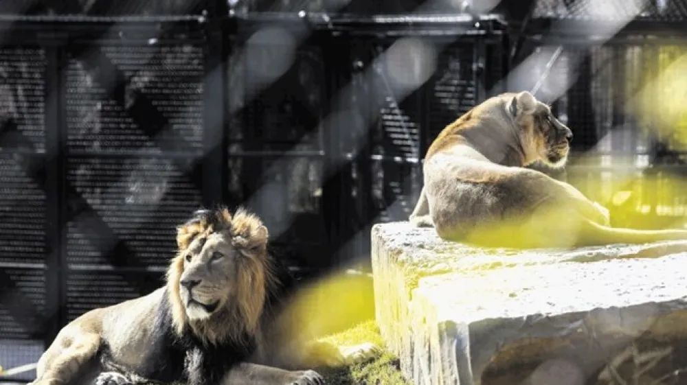 V Živalski vrt Ljubljana, ki letos praznuje 70 let, so naselili leva Maksimusa in levinjo Čajo. V Ljubljano sta pripotovala konec januarja, minuli konec tedna pa so ju pokazali obiskovalcem.