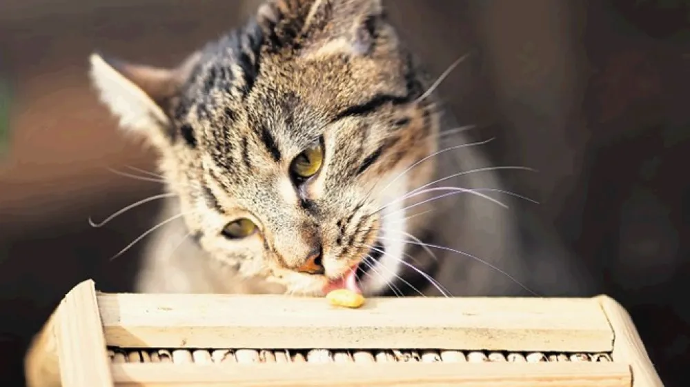 Veterinarji za zdaj odsvetujejo vegansko dieto za mačke, pri psih pa je to nekoliko bolj sprejemljivo, saj so vsejedci.