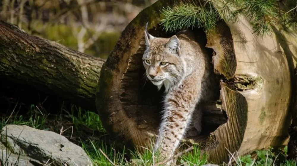 Fotografija je simbolična.