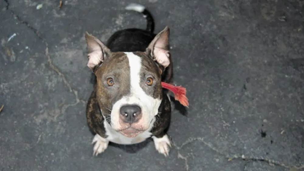 Pitbul je prijazen pes, ki pa v rokah neodgovornega lastnika postane ubijalski stroj.