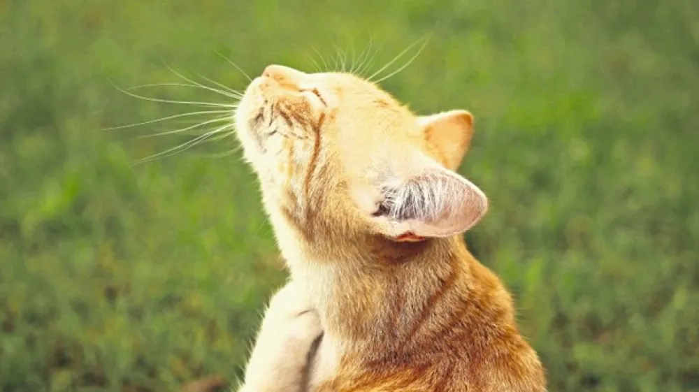 Nosečnice se morajo, če niso prebolele toksoplazmoze,  izogibati mačkam.