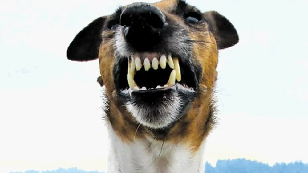 Eden od simptomov stekline, ki jo lahko dobimo prek ugriza okuženega psa, je tudi strah pred vodo.