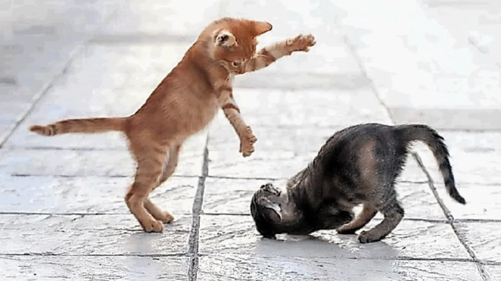 Včasih se mačke samo igrajo, mi pa mislimo, da se tepejo. Ko  uporabijo kremplje, gre zares.