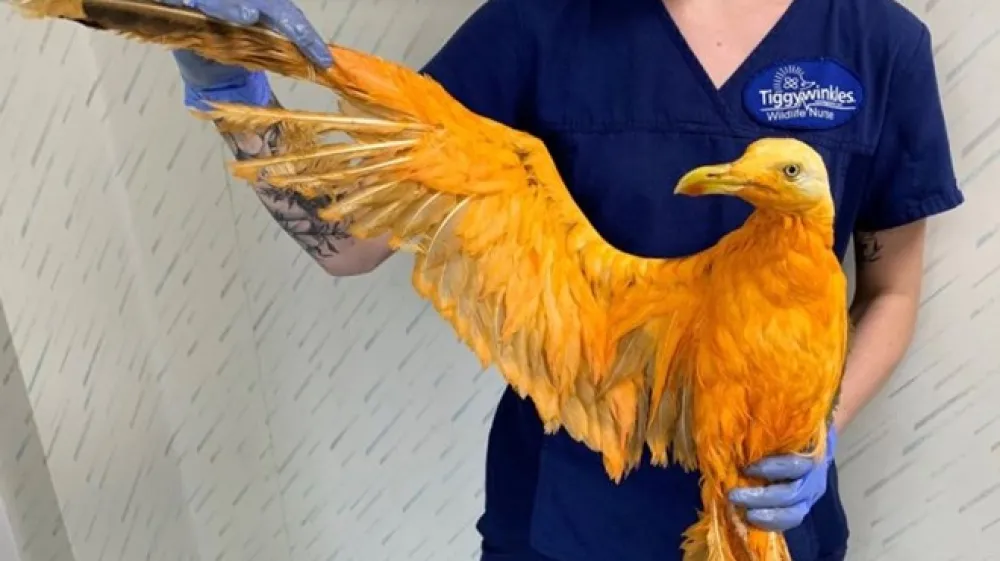 Ko so re&scaron;evalci divjih živali v angle&scaron;ki veterinarski kliniki mislili, da so k njim pripeljali &scaron;e neznano eksotično vrsto ptiča, se je izkazalo, da je to bil samo galeb, ki se je namakal v karijevi omaki.