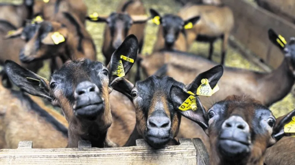 Na kmetiji BeKa gojijo srnaste koze.