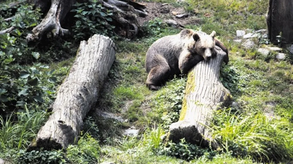 (Foto: Maja Marko/dokumentacija Dnevnika)